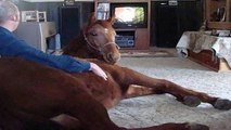 Funny and cute horse videos Compilation that will make you happy and happy | HaHa Animals