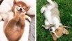 OMG CUTE PUPPIES Videos Compilation CUTEST Moment Of Babi Dogs | HaHa Animals
