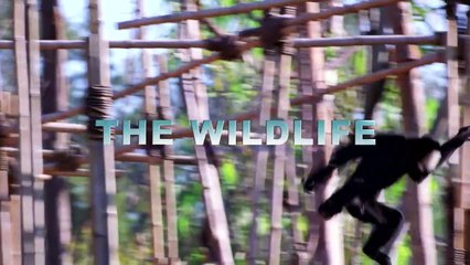 Animal Kingdom: Alive with Magic | movie | 2017 | Official Trailer