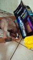 El gato chocolate se queda dormido en su caja de amazon prime que se adjudico como su cama de carton es un amigo peludo muy feliz