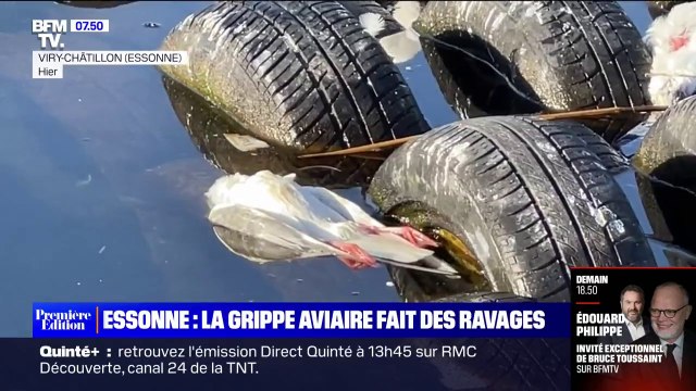 La grippe aviaire décime les oiseaux des lacs de l'Essonne