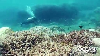 Ocean Mysteries with Jeff Corwin | show | 2011 | Official Trailer