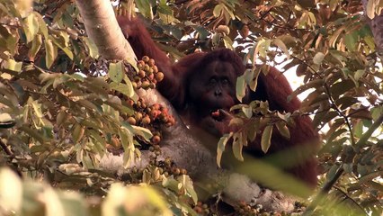 Among the Great Apes with Michelle Yeoh | movie | 2010 | Official Trailer