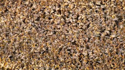 Legacy (2021) Official Trailer – A Reflection on 50 Years of Life and Commitment 🎬