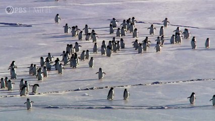 Penguins: Meet the Family | movie | 2020 | Official Trailer