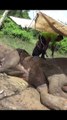 wildlife officers trying to rescue wild elephants life