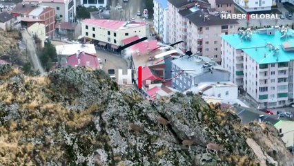 Yiyecek aradılar... Yaban keçileri sürü halinde havadan görüntülendi
