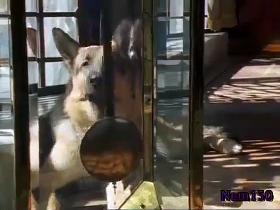 Rex - A Cop's Best Friend - Se6 - Ep05 HD Watch