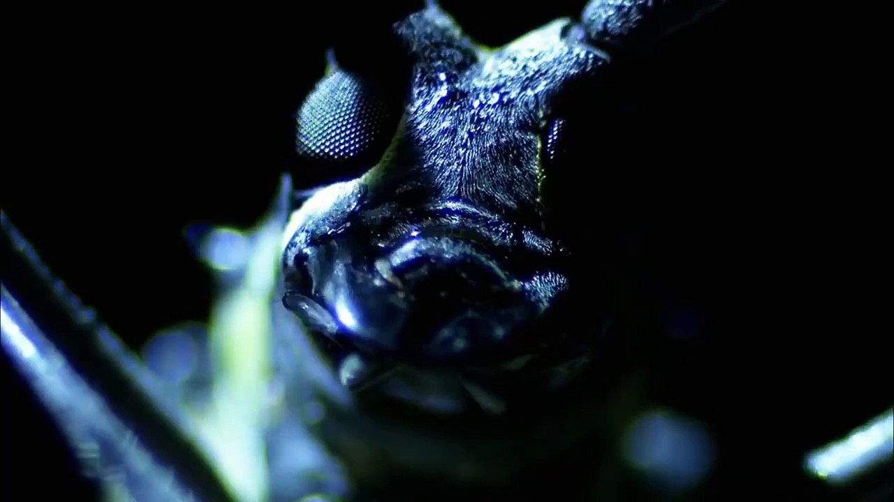 Monster Bug Wars | show | 2011 | Official Trailer
