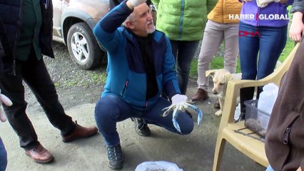 Nadir görülen mavi yengeç, Karadeniz'de üremeye başladı