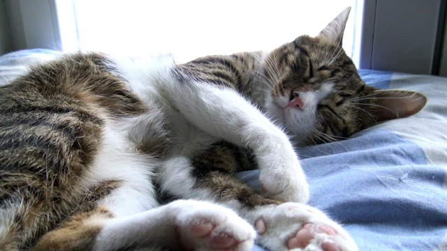 Fluffy Cat Scratches His Nose