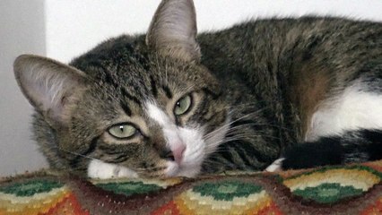 Kitten Greets Me when I Enter the Room