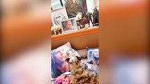 Frenchie is OBSESSED with Henry Cavill and even sleeps in shrine dedicated to the British actor