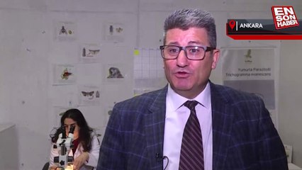 Biyolojik mücadelenin askerleri: Faydalı böcekler