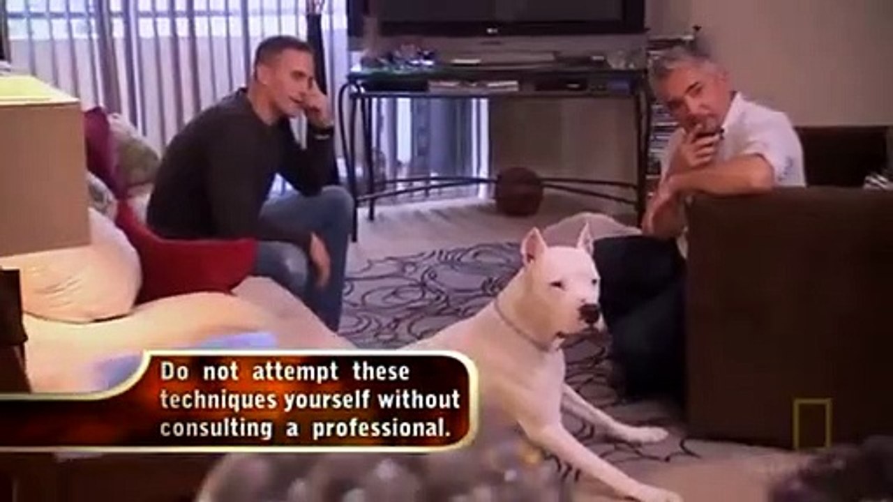Dog Whisperer with Cesar Millan - Se7 - Ep12 HD Watch
