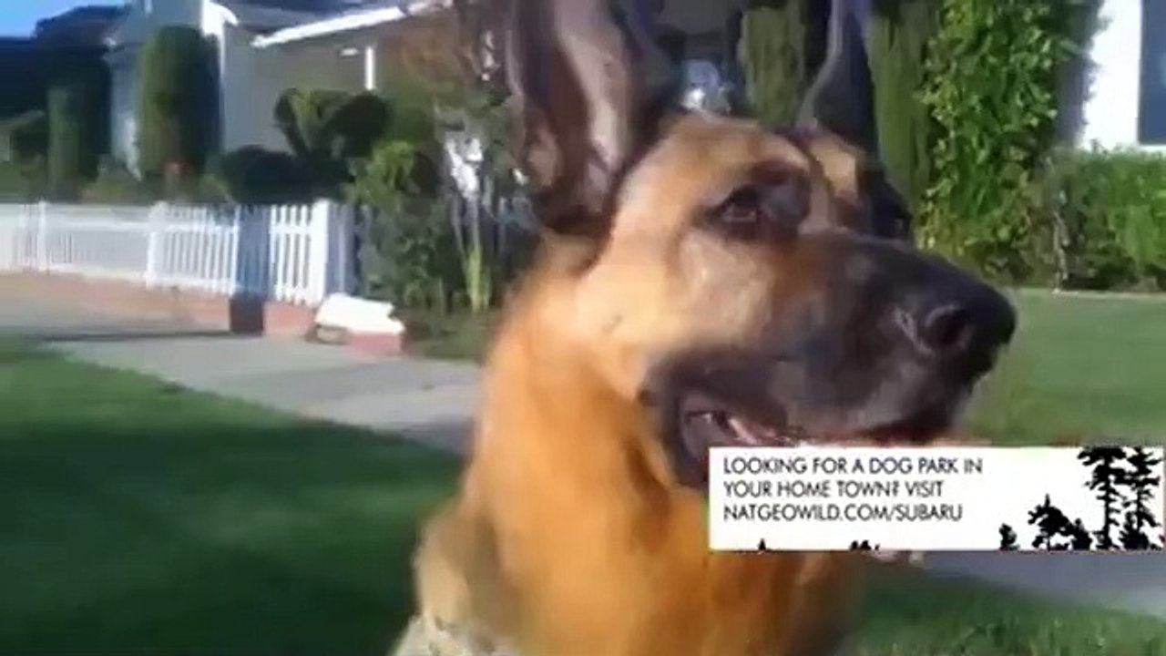 Dog Whisperer with Cesar Millan - Se8 - Ep07 HD Watch