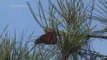 La población de mariposas monarca se recupera tras la caída de 2020