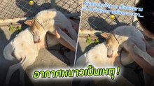 ขำกันลั่น ! น้องหมาแกล้งตาย เมื่อแม่จะพาไปอาบน้ำในวันที่อากาศหนาว