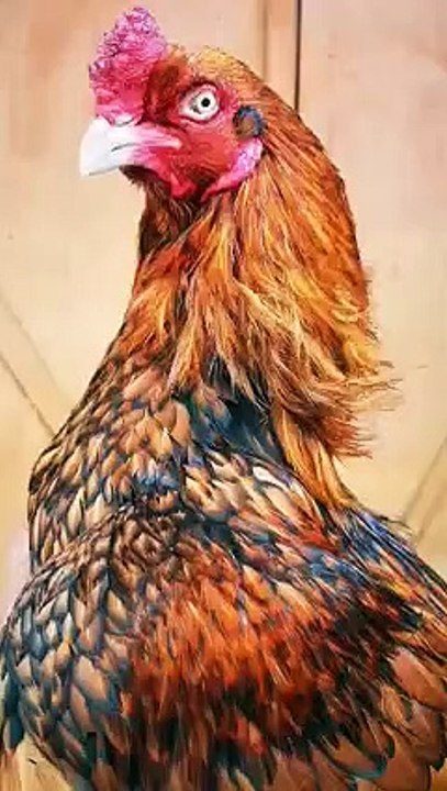 World amazing Bird