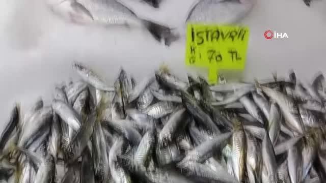 Düzce'de barbun 150 liradan, hamsi 40 liradan tezgahta