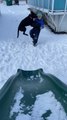 Naughty Dog Runs Away After Playfully Pushing Kid on Snowy Ground