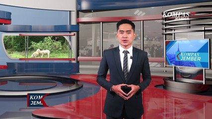 Pemuda Mabuk Pura-pura Setubuhi Kambing Saat Kepergok Mencuri