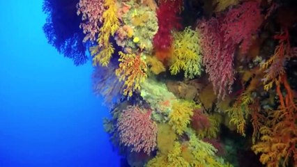 Under the Sea 3D | movie | 2009 | Official Trailer