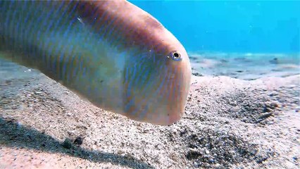 Cute Fish Plays In The Ocean Sand