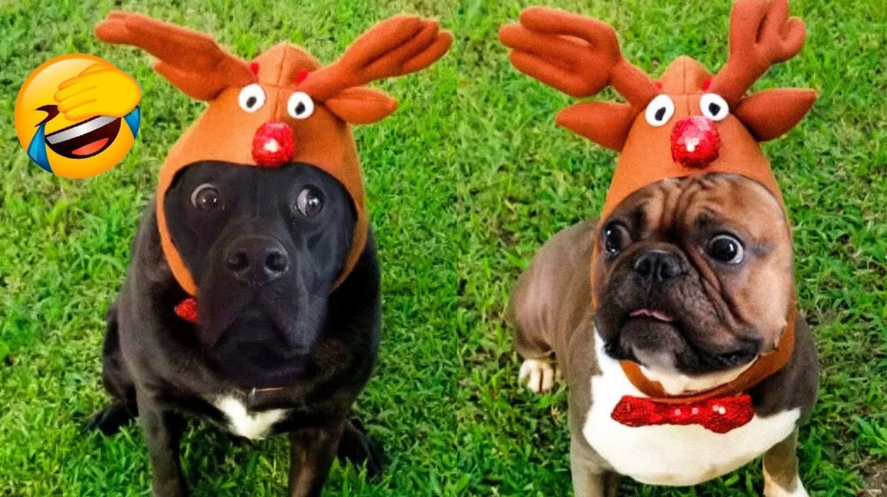 Funniest Animals 2023  - Cute Dogs  And Cats  Videos