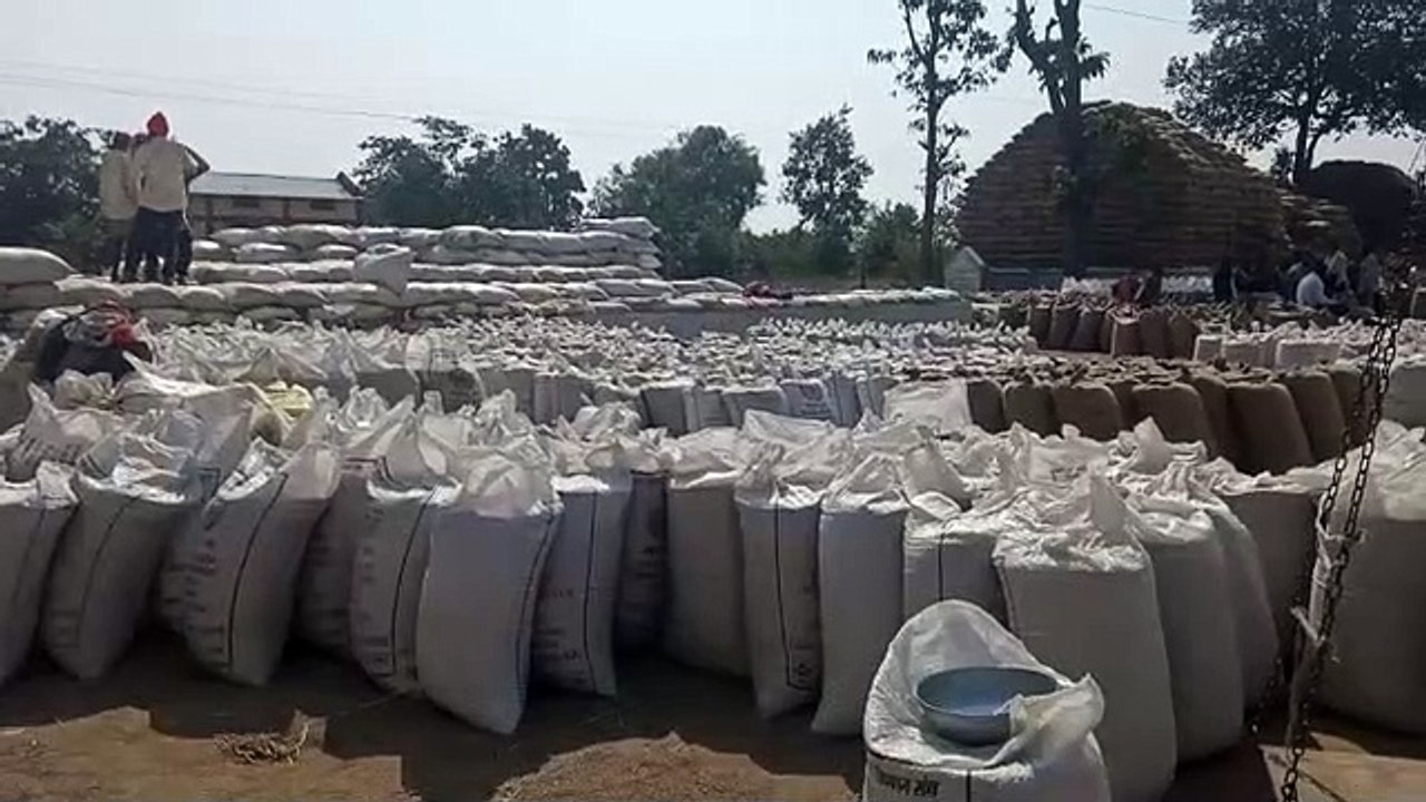 जिले में 98 फीसदी हुई खरीदी, साढ़े 4 हजार किसान...