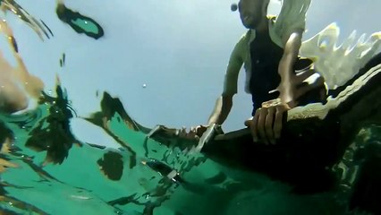 Sharktopus vs. Whalewolf | movie | 2015 | Official Trailer