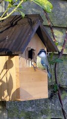 COMMENT AIDER LES OISEAUX À S’INSTALLER AU JARDIN