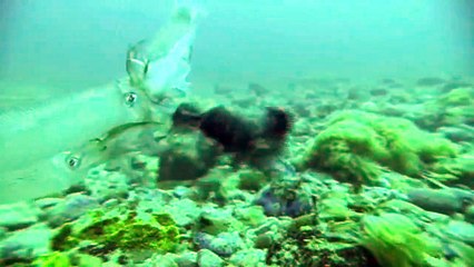 Dolphin Army | movie | 2008 | Official Trailer