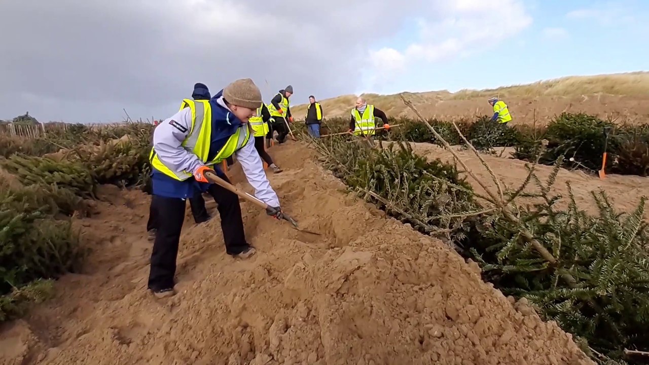 Christmas tree planting video Dailymotion