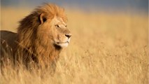 Vom Sorgenkind zum Anführer: Ein Löwe revolutioniert die Wissenschaft