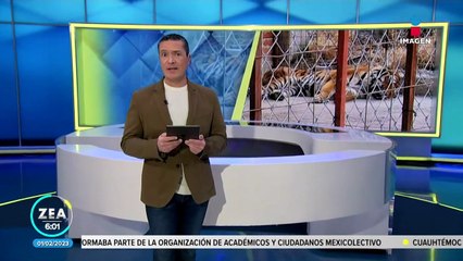 FGR asegura tigre de bengala, búfalos y avestruces en Jalisco