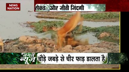 Jungle News : बस एक सेकंड और जीती जिंदगी, मगरमच्छ का बार बच गया शिकार
