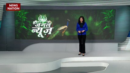 Jungle News : जंगल के राजा शेर के शिकार में छूटे पसीने