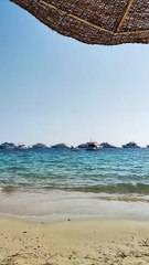 Cute doves on the Red Sea