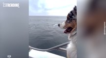 Adorable momento: perrito vio a una ballena de cerca por primera vez