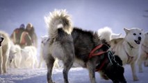 Ice Dogs: The Only Companions Worth Having | movie | 2016 | Official Trailer