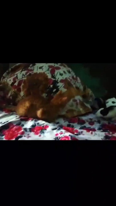 Funny cat cat complications