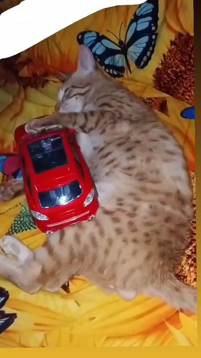 Funny cat cat complications