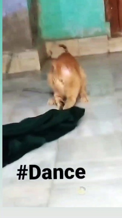 Funny cat cat complications