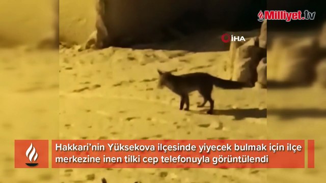 Yiyecek arayan tilki ilçe merkezine indi