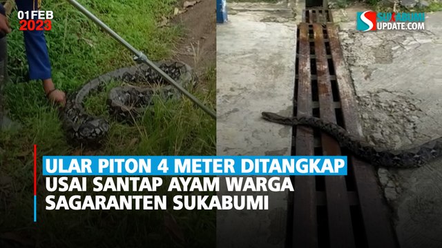 Ular Piton 4 Meter Ditangkap Usai Santap Ayam Warga Sagaranten Sukabumi