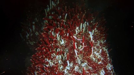 Volcanoes of the Deep Sea | movie | 2003 | Official Trailer