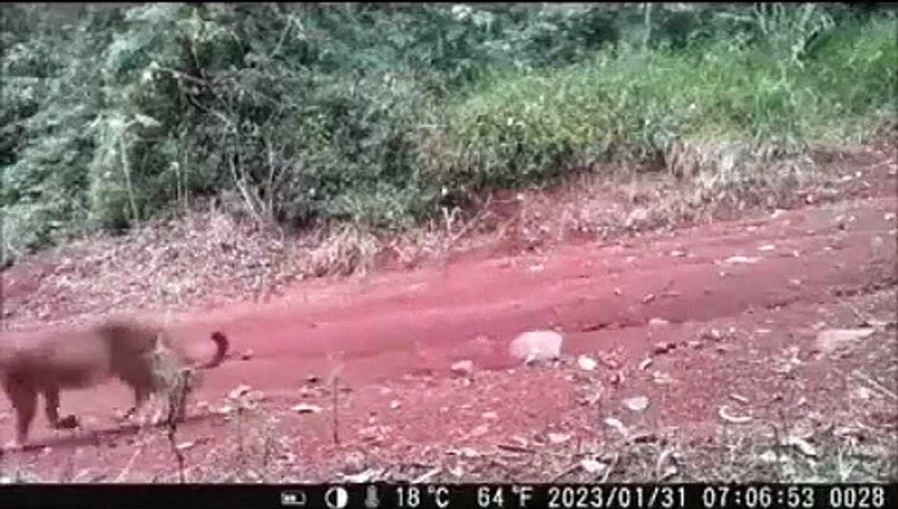 Onça-parda que estaria 'grávida' é flagrada em Arapongas
