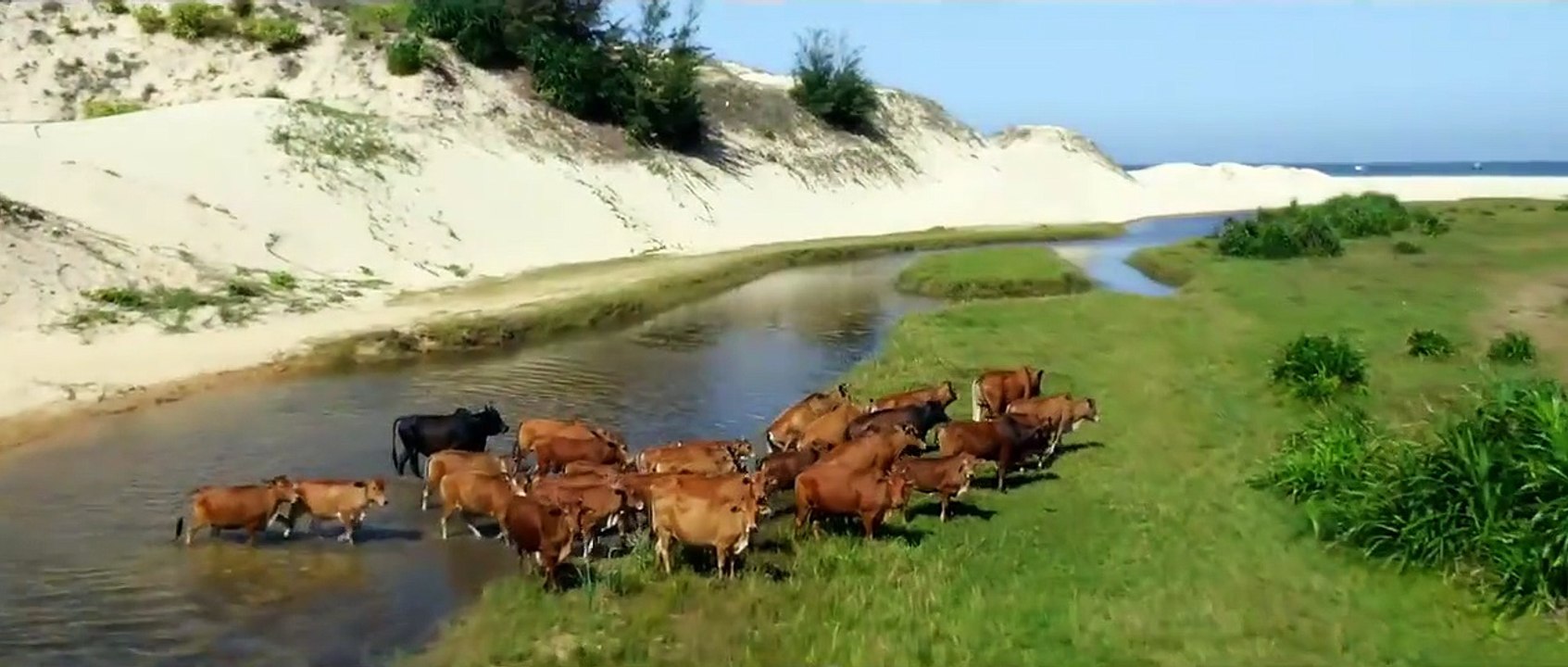 Yellow Flowers On the Green Grass | movie | 2015 | Official Trailer