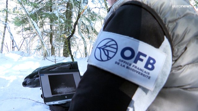 شاهد: فريق التنوع البيولوجي الفرنسي يتتبع انتشار الذئاب الرمادية في أوروبا